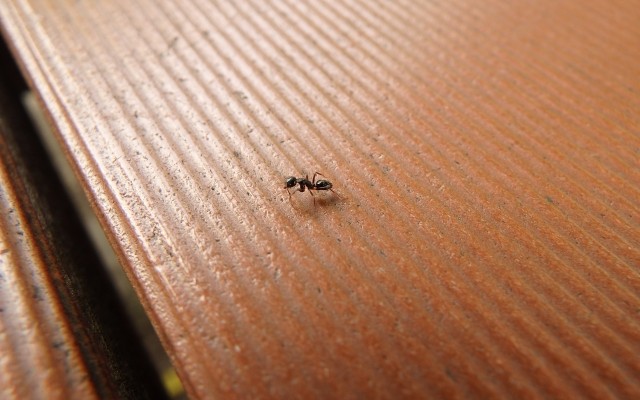 小さい茶色い蟻の退治方法！家に入ってくる原因は何？ MAMAS HORIC ママズホリック